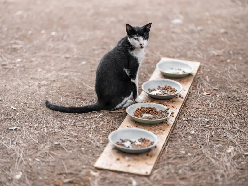 The Weight Loss Clue Hidden in Your Cat's Food Bowl (And What It Reveals About Every Diet Puzzle)