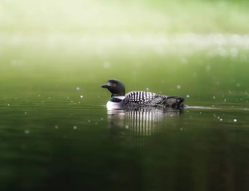 The Loon, the Lake, and the Legend: Minnesota's State Animal and the Riddles It Hides