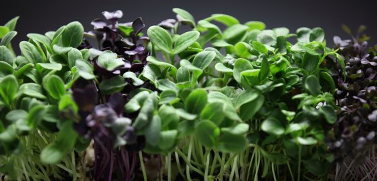 Our Guide to Growing Microgreens Indoors.