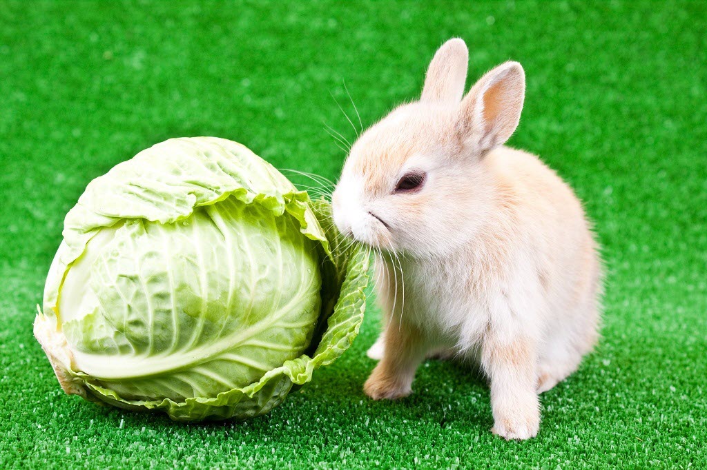 Can Rabbits Eat Cabbage? | Benefits & Types of the Cabbage.